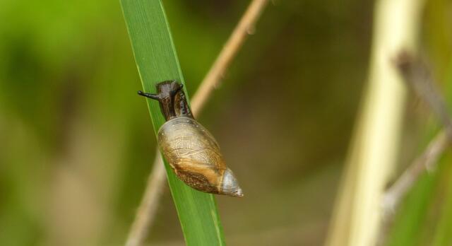 Im Schneckentempo unterwegs... hinauf zur Spitze! Eine Gemeine Bernsteinschnecke (Succinea putris). Sie lebt in Rand- und Uferzonen von Flüssen und anderen Gewässern.