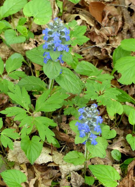 Der Kriechende Günsel (Ajuga reptans L.). Eine blau blühende Pflanze aus der Familie der Lippenblütler.