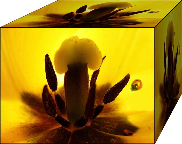 Tulpenstempel