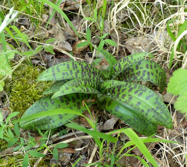 Die Blätter lassen vermuten, dass es sich hier um das "Breitblättrige Knabenkraut" handelte. Doch für eine exakte Bestimmung wollte ich die Blüte abwarten! Leider war es mir zur Blütezeit nicht möglich den Orchideenstandort erneut aufzusuchen.
