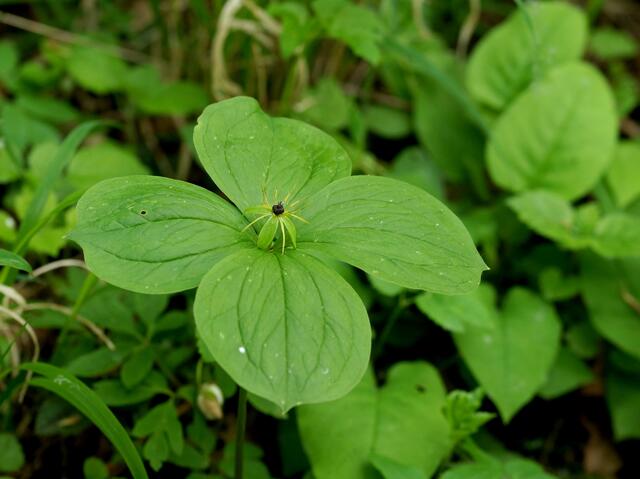 Die Einbeere (Paris quadrifolia) wird auch Vierblättrige Einbeere genannt. In der Mitte erkennen wir die Blüte. Sie blüht von Mai bis Juni. Die Blütenteile stehen später auch noch um die reife Frucht. Eine sehr giftige schwarze Beere! Vögel fressen die für sie anscheinend ungiftigen Beeren und verbreiten sie so.