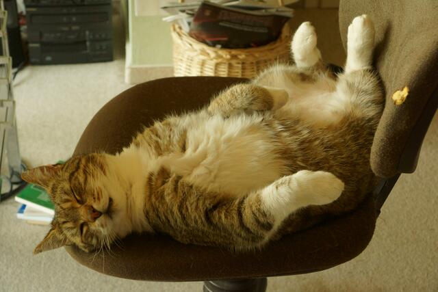 Kater Sunny bei der Vormittags-Arbeit