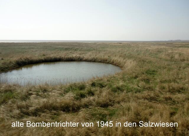 alte Bombentrichter (über 6000 zum Kriegsende 1945) sind jetzt Biotope geworden.