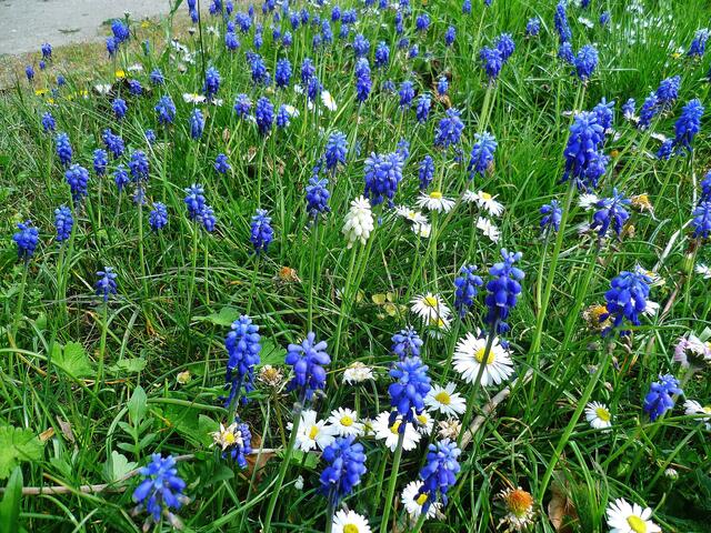 Da steht Sie wieder - eine "einsame" Weiße zwischen "hunderten" Blauen Traubenhyazinthen / am 27.4.2014 !