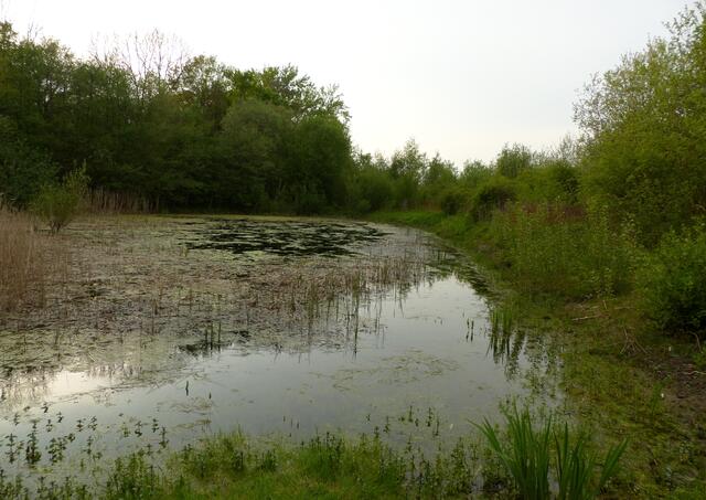 Ein schönes mir bislang unbekanntes Biotop entdeckt. Ein Teich den es beim nächsten Besuch noch genauer zu erforschen gilt.