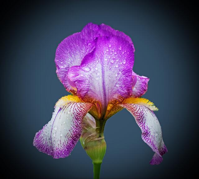 Iris im Regen