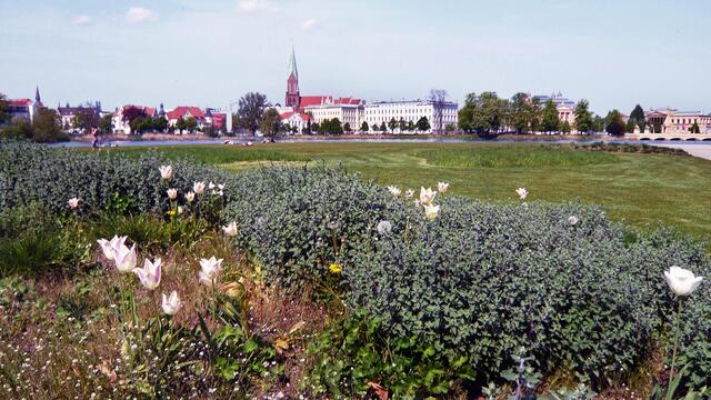Sichtachse über die Liegewiese bis zur Altstadt, die vom Dom überragt wird.