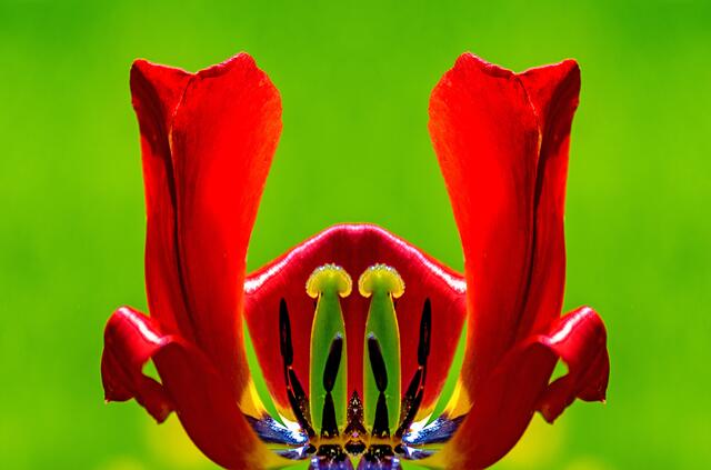 Tulpenreste mit 2 Stempeln, eine digitale Spielerei