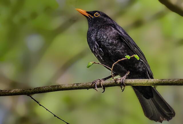 Amsel im Kurpark