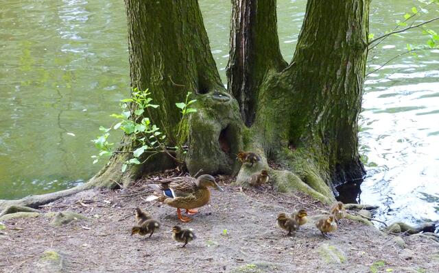 Zu Füßen des alten Baumes geht es ganz schön wuselig zu. (Bitte das Lupensymbol anklicken.)