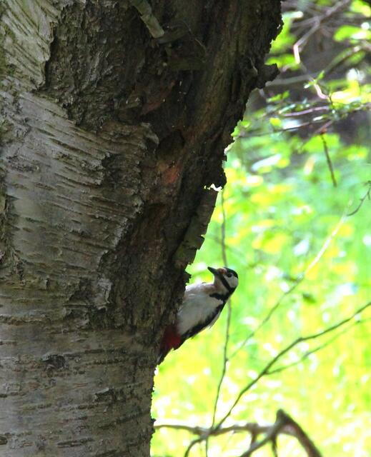 erst mal gucken,ob.....