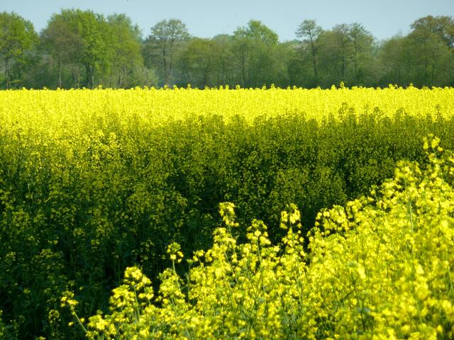 Sonnengelb und Frühlingsgrün in harmonischem Wechsel