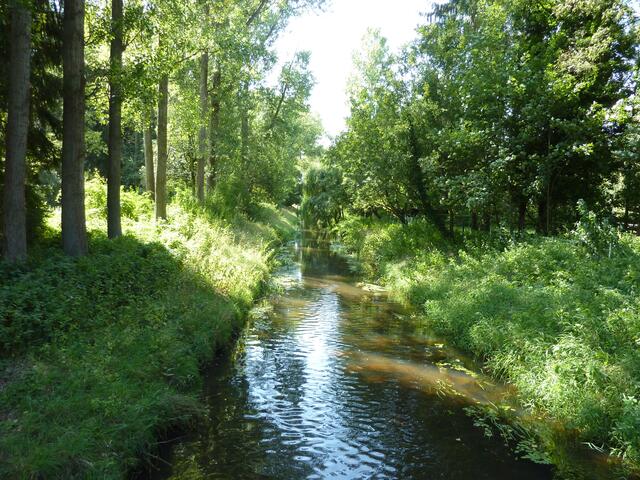 Die Wietze bei Bissendorf-Wietze im August 2013
