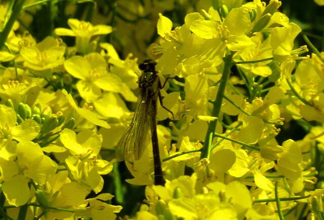 Die Libelle erfreute sich an den Rapsblüten.