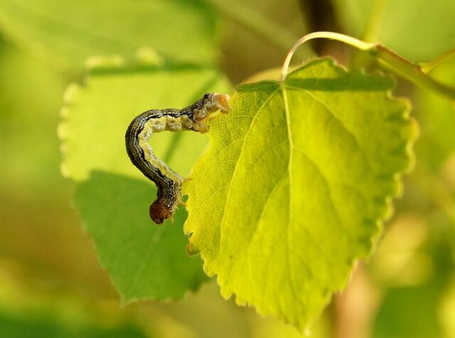 ....Auf dem jungen Zitterpappelblatt darf die Raupe des Großen Frostspanners (Erannis defoliaria) weiter kriechen.