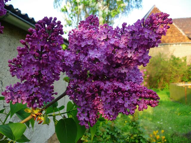 Fliederblüte am 2.Mai 2014 !