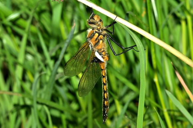 Mein erster Zweifleck (Epitheca bimaculata)