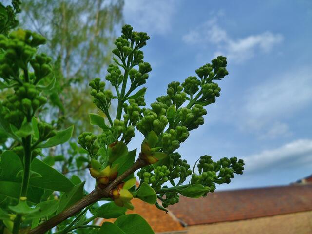 Fliederblüte am 24.4.2014 !