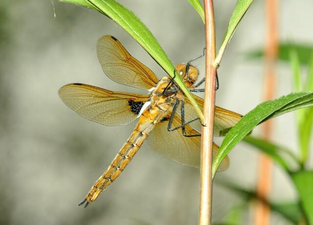 Mal von vorne, Zweifleck (Epitheca bimaculata)