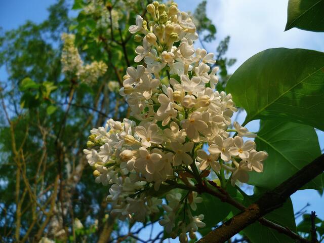 Fliederblüte am 2.Mai 2014 !