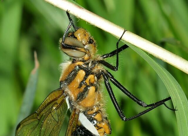 Thorax von Epitheca bimaculata