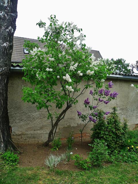 Fliederblüte am 2.Mai 2014 !