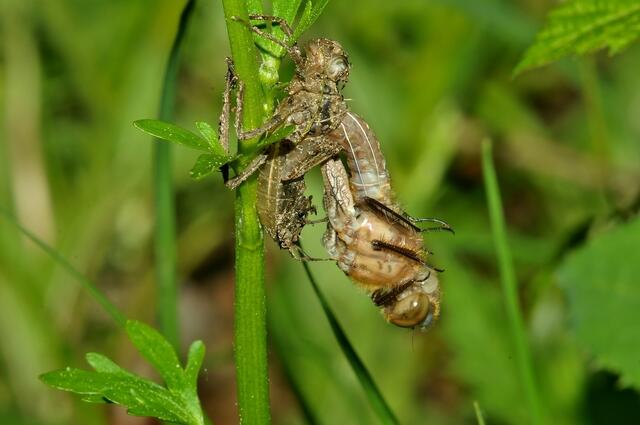 Schlupf der Falkenlibelle (Cordulia aenea)