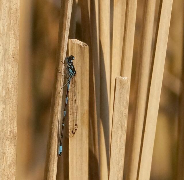 Männliche Fledermaus-Azurjungfer (Coenagrion pulchellum). Wir erkennen die an Ausrufungszeichen erinnernde Antehumeralstreifen. Ein eindeutiges Merkmal zur Unterscheidung von Coenagrion puella. Bitte die Lupe benutzen.