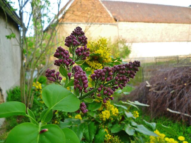 Fliederblüte am 29.4 2014 !