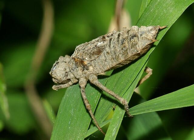 Exuvie vom Zweifleck (Epitheca bimaculata)
