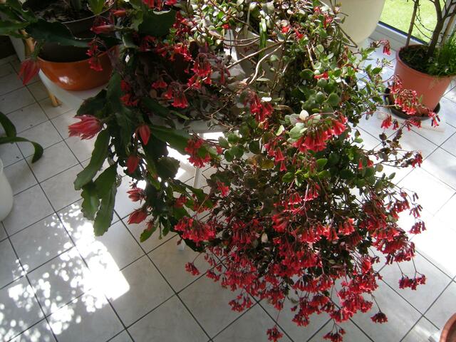 Tausend rote Trichterblüten.