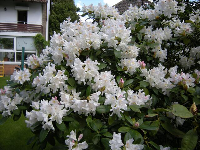 40. Jahre alt,  Rhododendon.