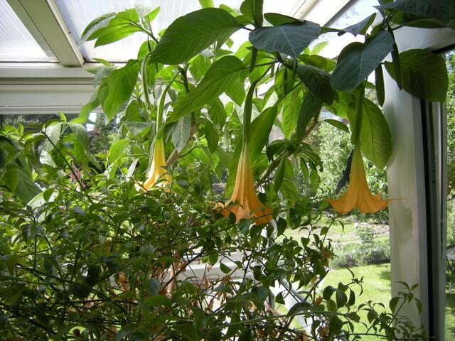 Datura, ich mußte sie stark kürzen.