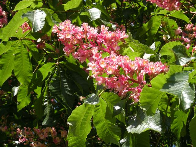 Blüte.