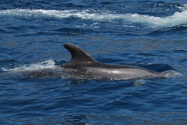 Verkratzte Rückenflosse