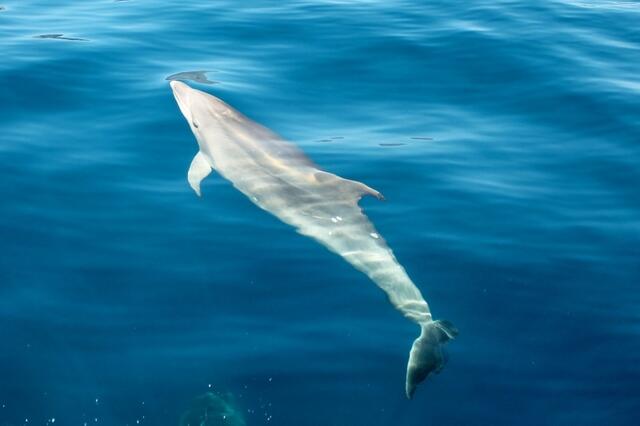 Halbe Schwanzflosse?