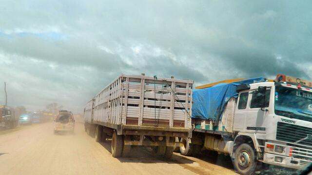 Auf großen Trucks werden sie zu den Schlachthöfen gefahren