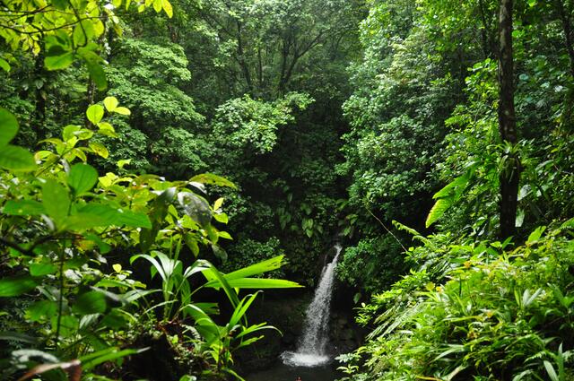 Mitten im Urwald liegen auf Dominica malerische Wasserfälle.