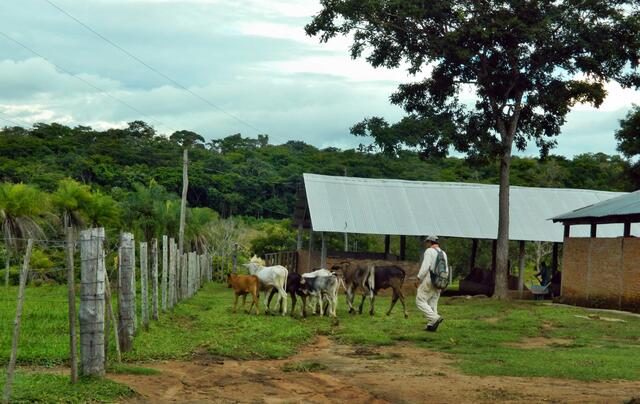 Die jungen Tiere kommen in den Stall.  Diese Cebu-Rinderrasse ist besonders den tropisch heißen Regionen Boliviens angepasst und Insektenresistent.