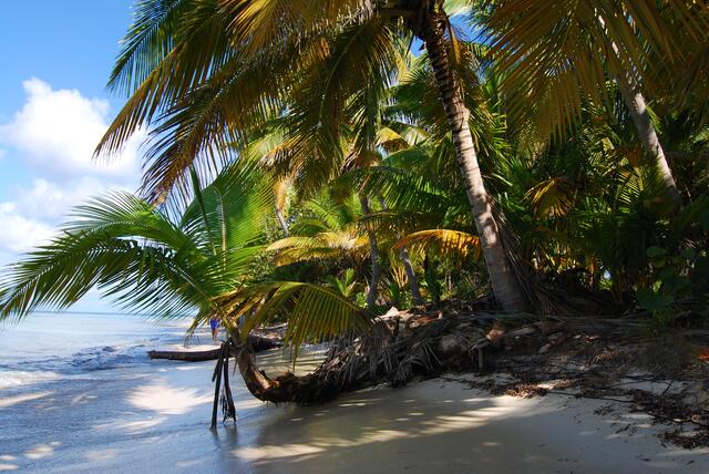 Sonne, Palmen, Strand: Karibik wie aus dem Bilderbuch.
