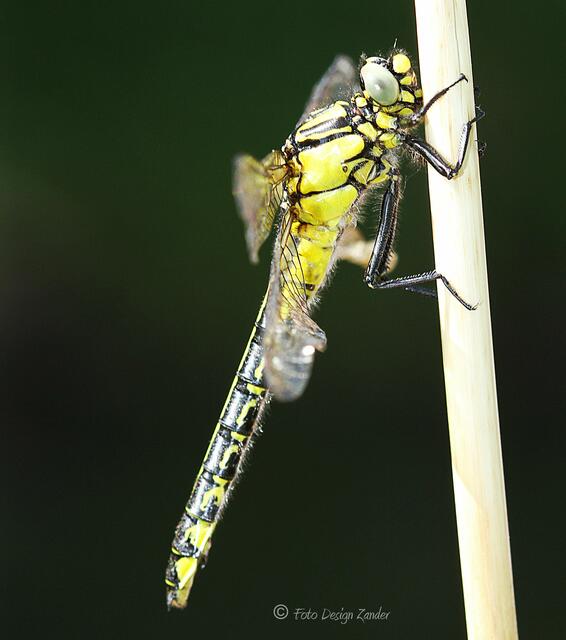 Gemeine Keiljungfer  (Gomphus vulgatissimus) später mehr