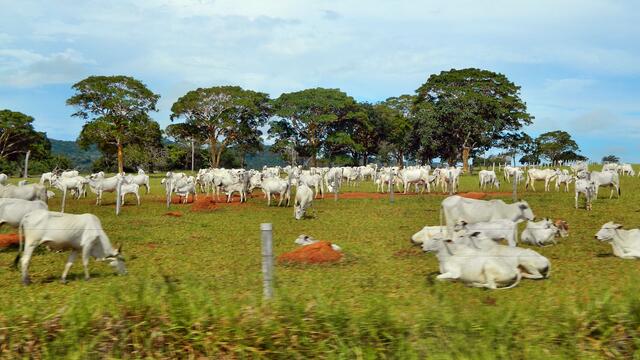Im gebirgiger Landschaft sind die Cebu-und Nelore Rinder zu Hause