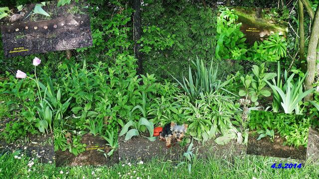 (18) !!! Sonntags + Monatsbilder / Blumenbeet !!!  4.5.2014      Temperatur: Plus 0°C / 6:26h / 13°C Plus 7:53h und in der Sonne schon 21°C                Wind:1-3/ bewölkt / sonnig warm                                                                               Am 29.4.2014 - Dahlien,Gladiolen und Glockenblumen gesteckt / Tulpen sind alle bis auf 2 verblüht !