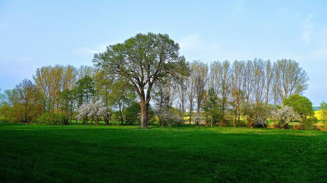 Stieleiche bei Wennungen am 23.4.2014 !                                       Alter ca. 350 Jahre,Stammumfang ca. 6,65 Meter,Höhe ungefähr 30 Meter,Krone ca 28 Meter / am 6.7.2016 !