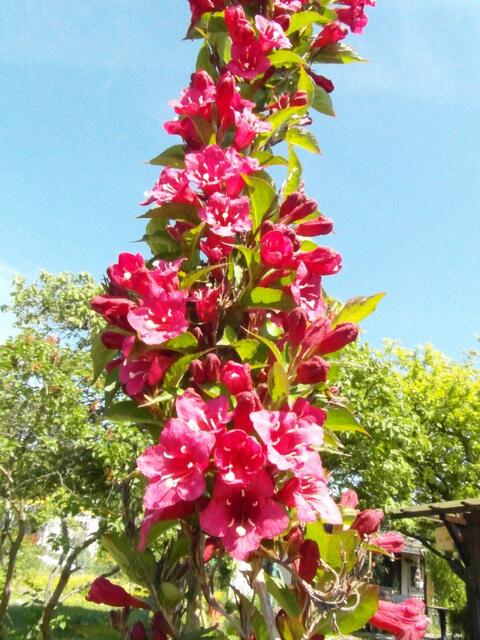 Er hatte mir den Namen der Blume gesagt, aber ich habs vergessen !