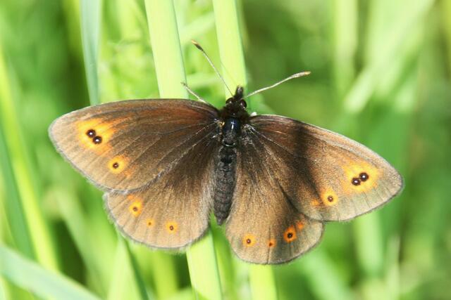 Erebia medusa (Rundaugen-Mohrenfalter)