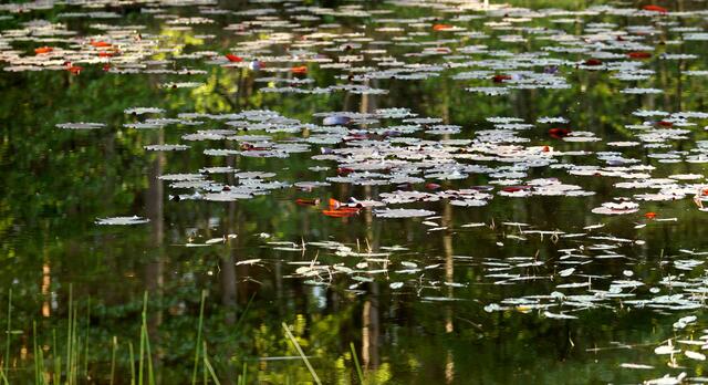 Teich mit Seerosen und Spiegelung - Erinnert ein wenig an M.C.Eschers Gemälde "Drei Welten" und an die "Seerosen" von Claude Monet.
