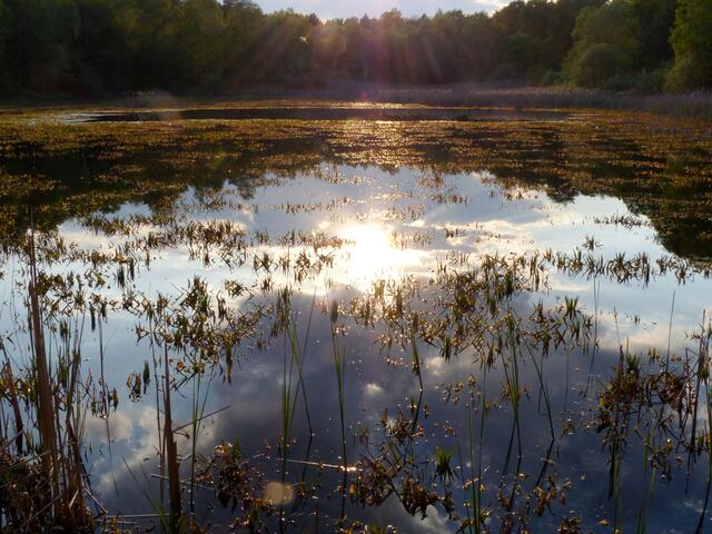 Im Abendsonnenschein.