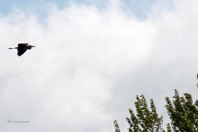 Ein Graureiher fliegt vorüber.