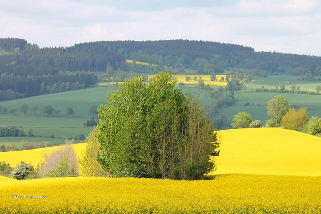 Baumgruppen im Rapsfeld.